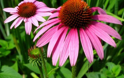 Echinacea, our ally is a powerful flower.