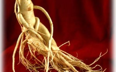 Ginseng: the source of life