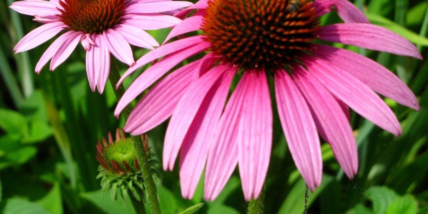 Echinacea, ο σύμμαχος μας βρίσκεται σε ένα λουλούδι. 