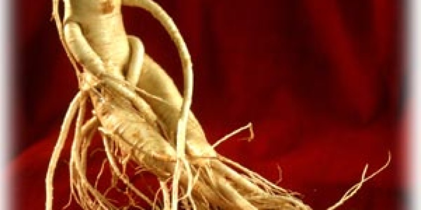 Ginseng: πηγή ζωής